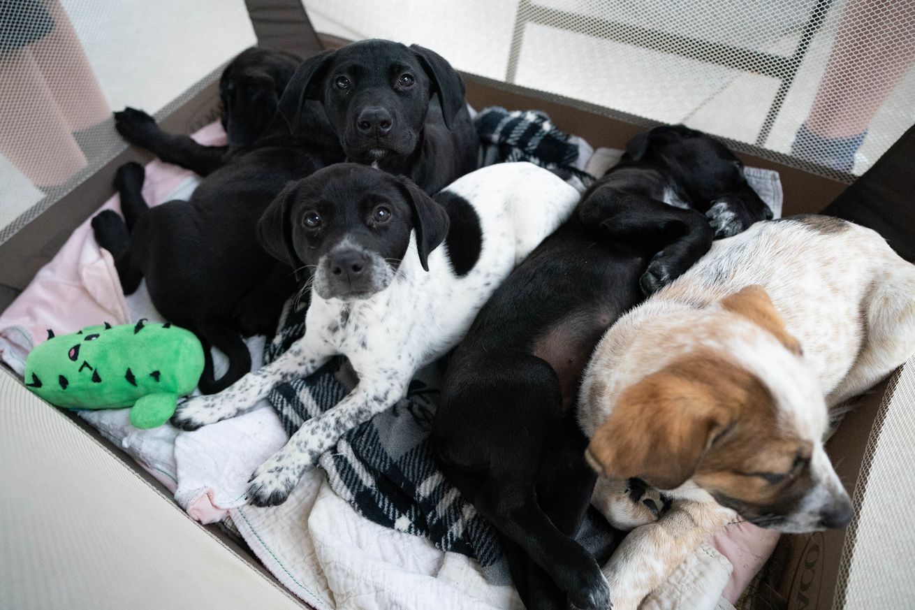 View from above of a playpen, where five small puppies are all heaped together. One, with a white coat but mostly-black fur on their face, makes direct eye contact with the camera.