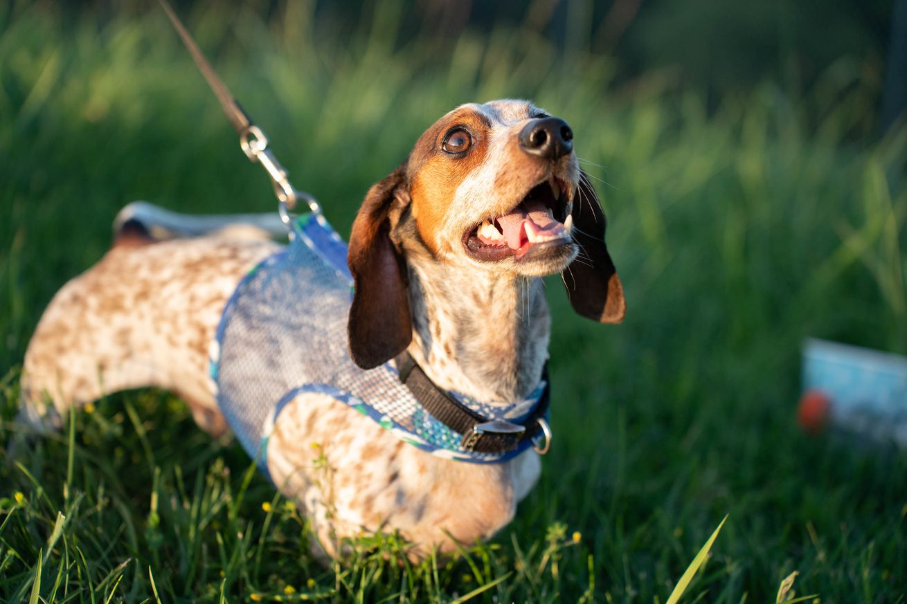 A dachshund excitedly pulling on their leash while making a happy face. Sunlight falls on the dog but not the grass behind them, making for a dramatic contrast between light and dark.
