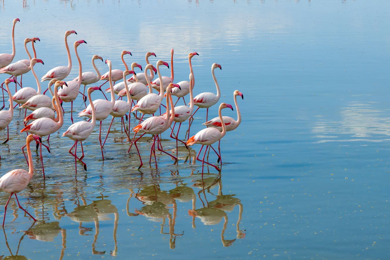 Wildlife diversity decreases in Lake Duden as drought takes effect in Konya