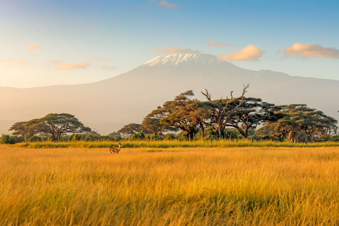 Wild Life In Kenya