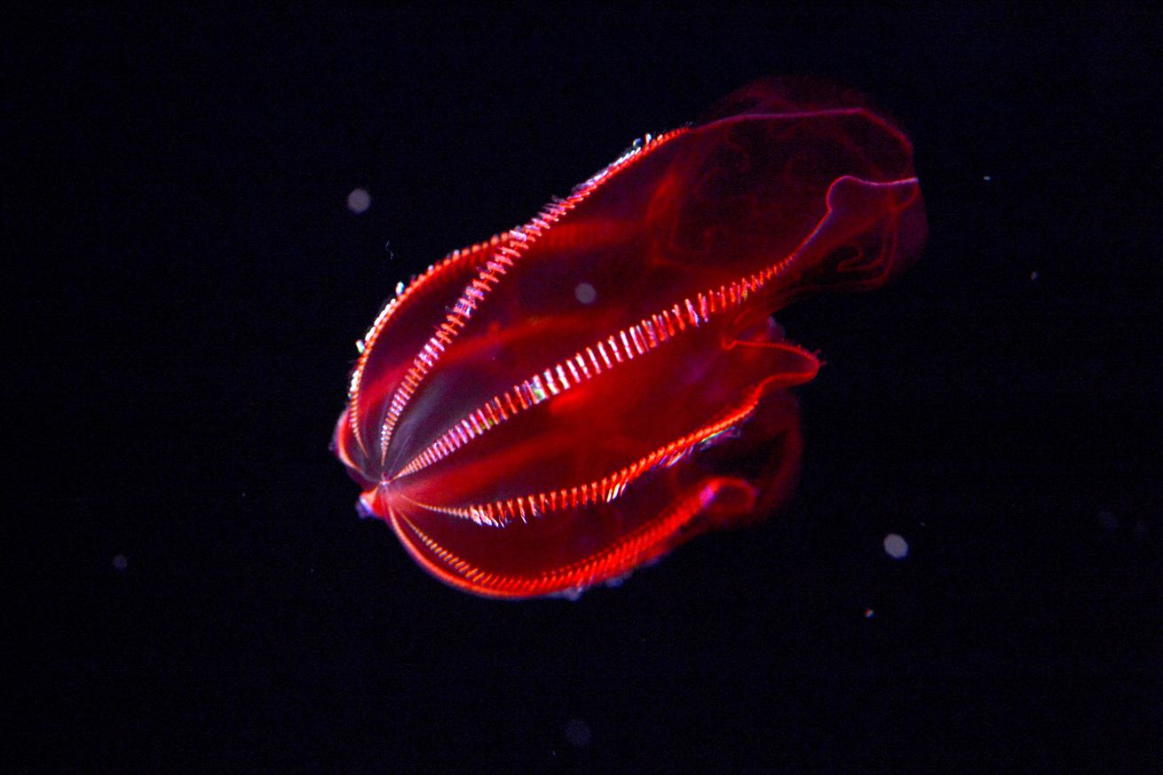 Monterey Bay Aquarium Showcases Rare Deep-sea Life In New $15USD Exhibition