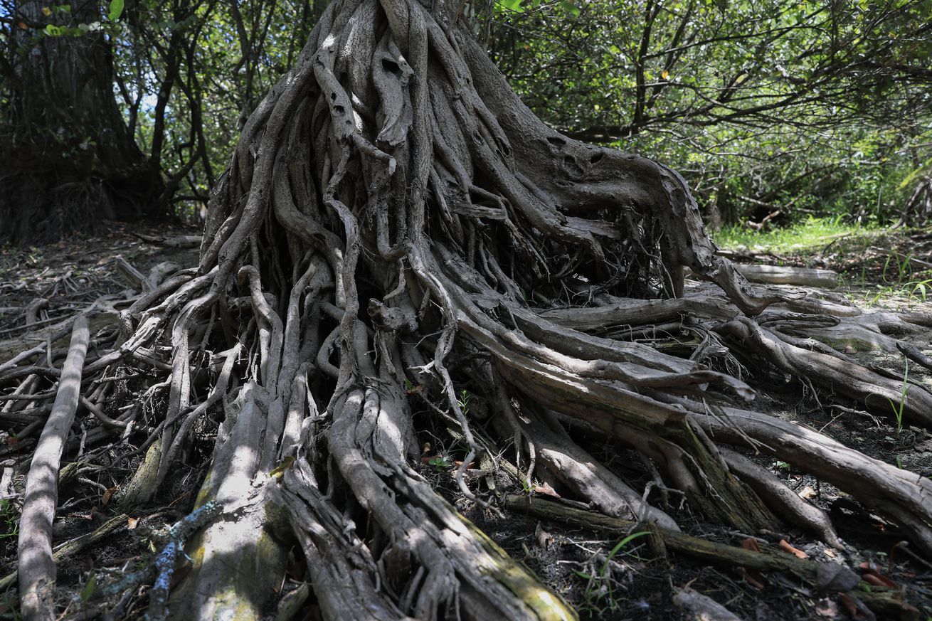 Florida Everglades Face Worst Drought In Over A Decade