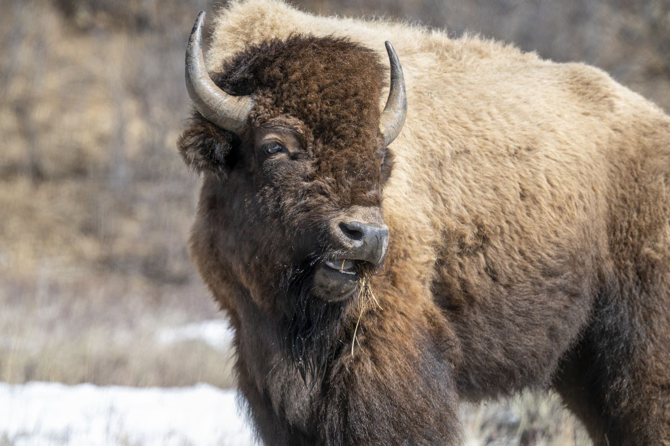 Yellowstone National Park - American Bison
