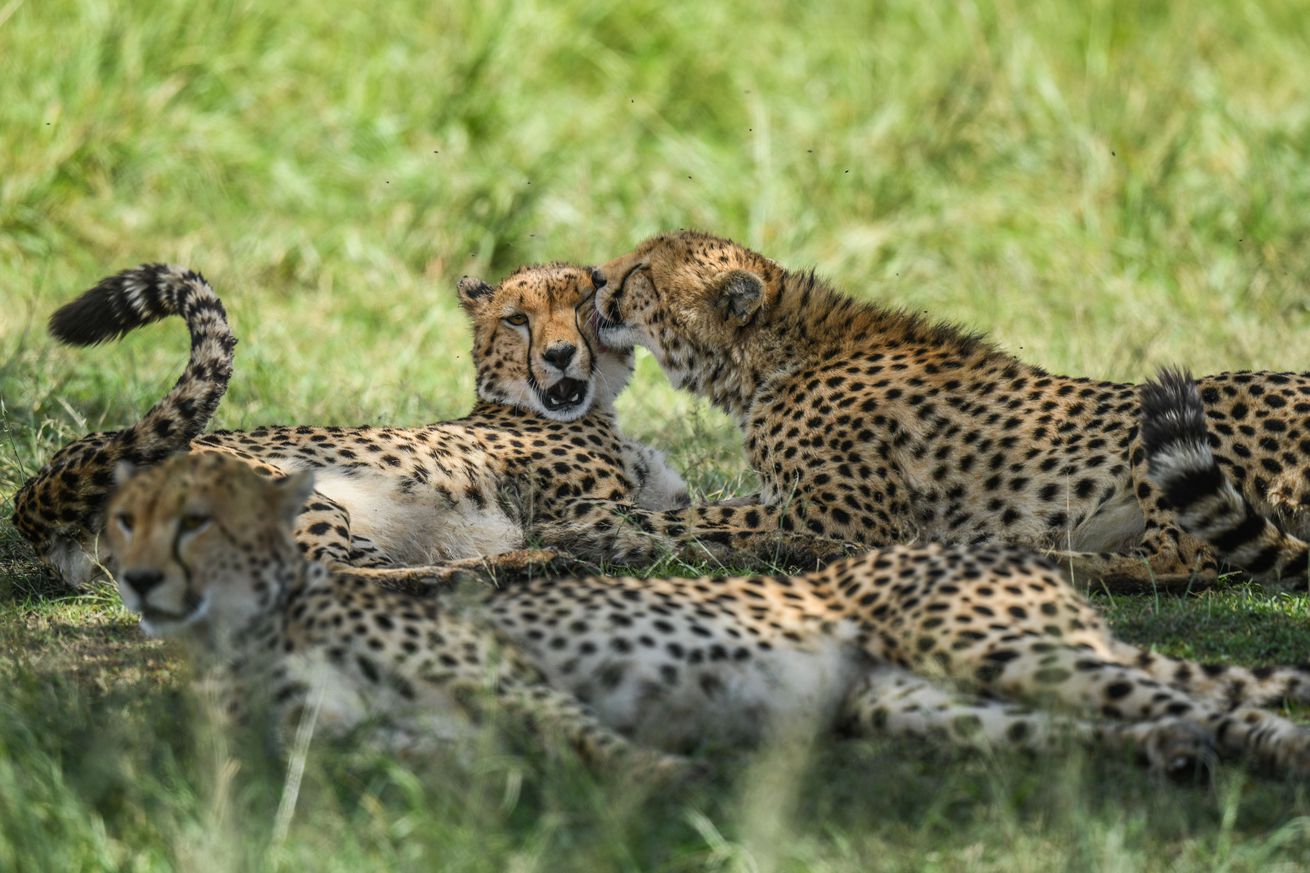 Maasai Mara National Reserve in Kenya