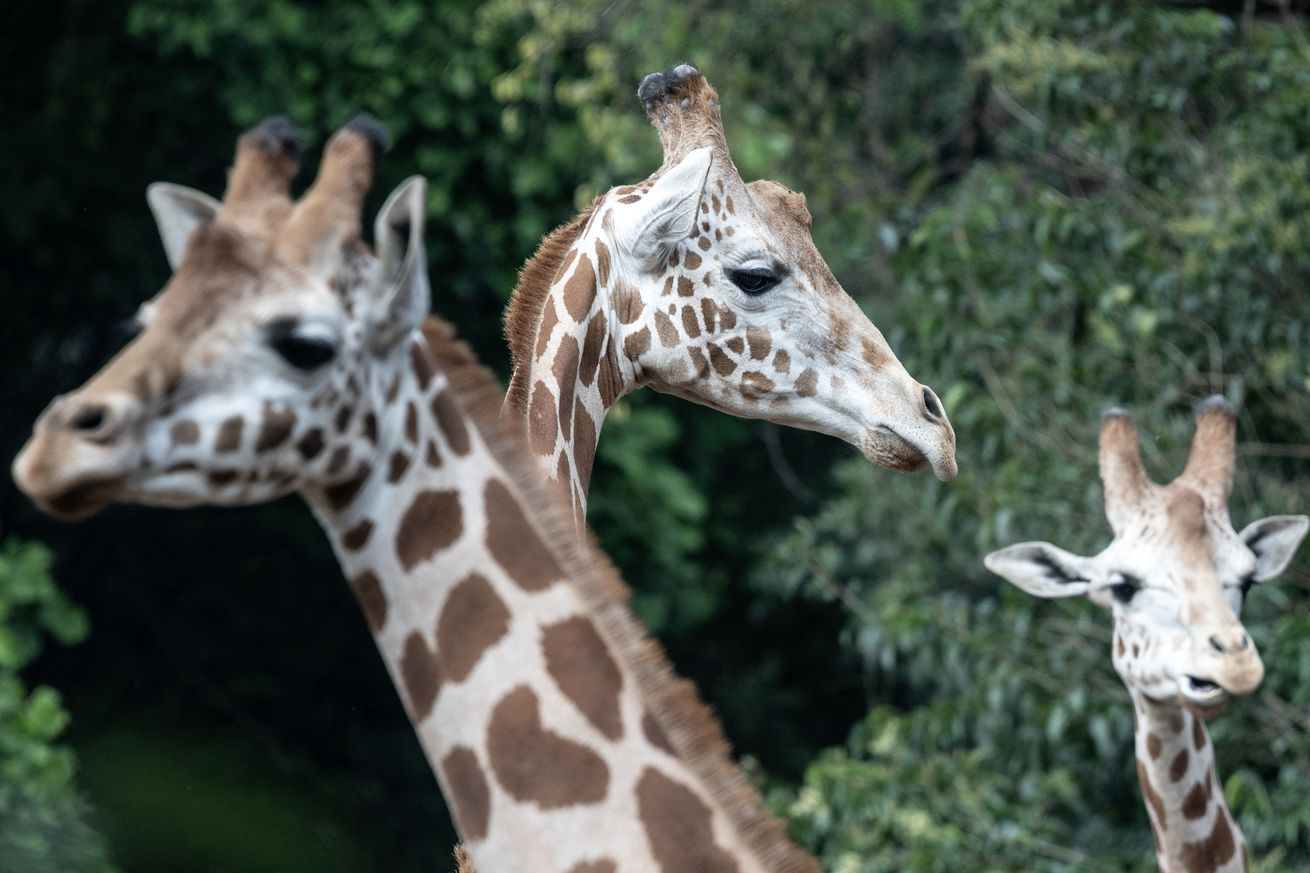 MEXICO-NATURE-ZOO-ANIMALS-STOCK