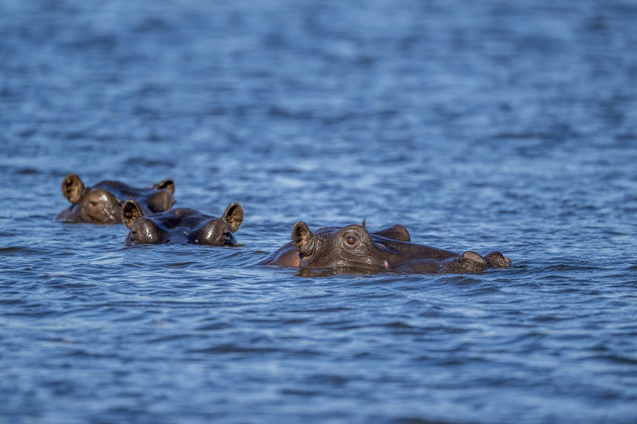 Hippopotamuses (Hippopotamus amphibius) in the Okavango...