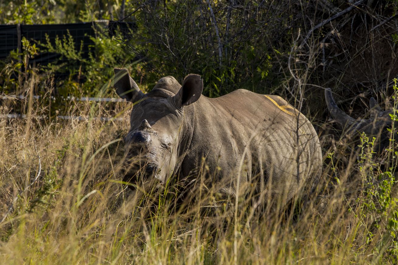 Endangered White Rhinos moved to Rwanda’s Akagera Park to Escape Poaching Threat